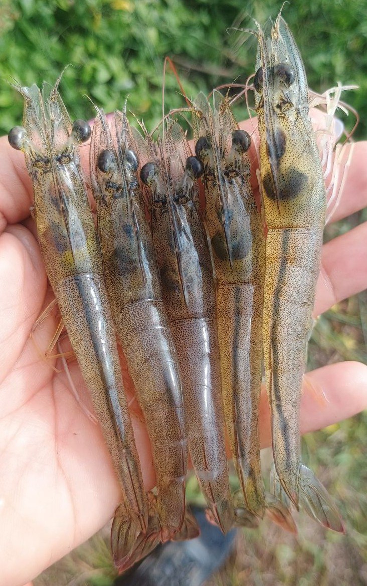 Camarones frescos en una mano